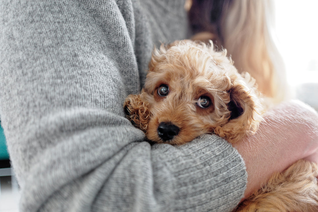 Supporting anxious dogs