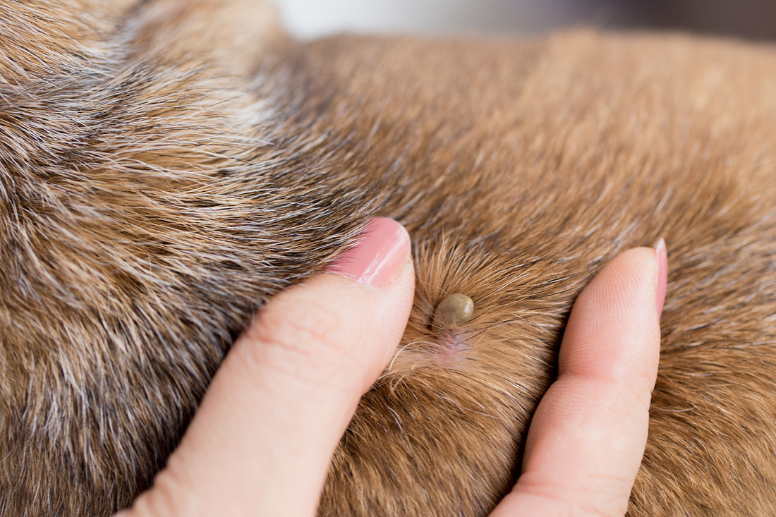 Tick care