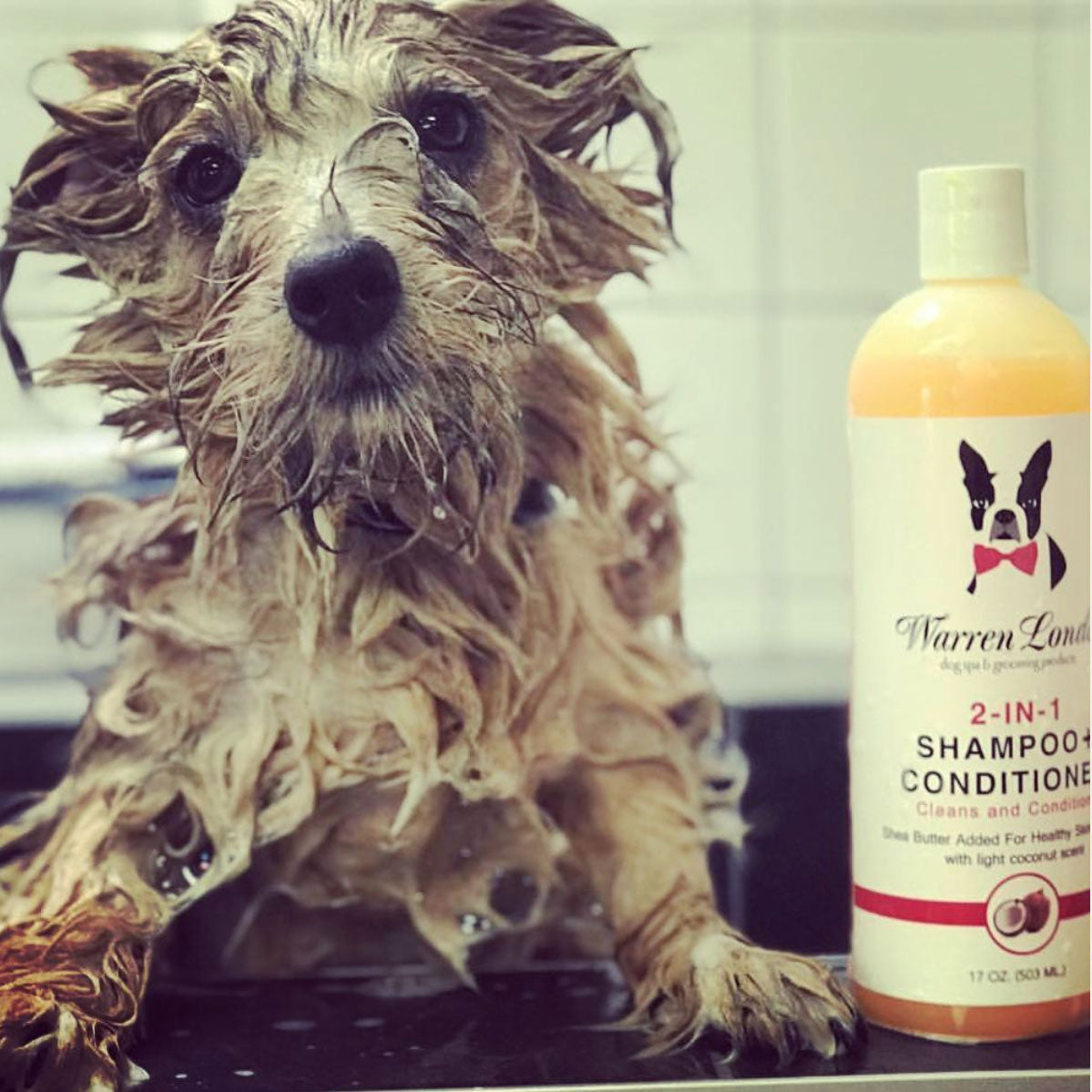 Dog in a btah with 2-in-1 Pet Shampoo