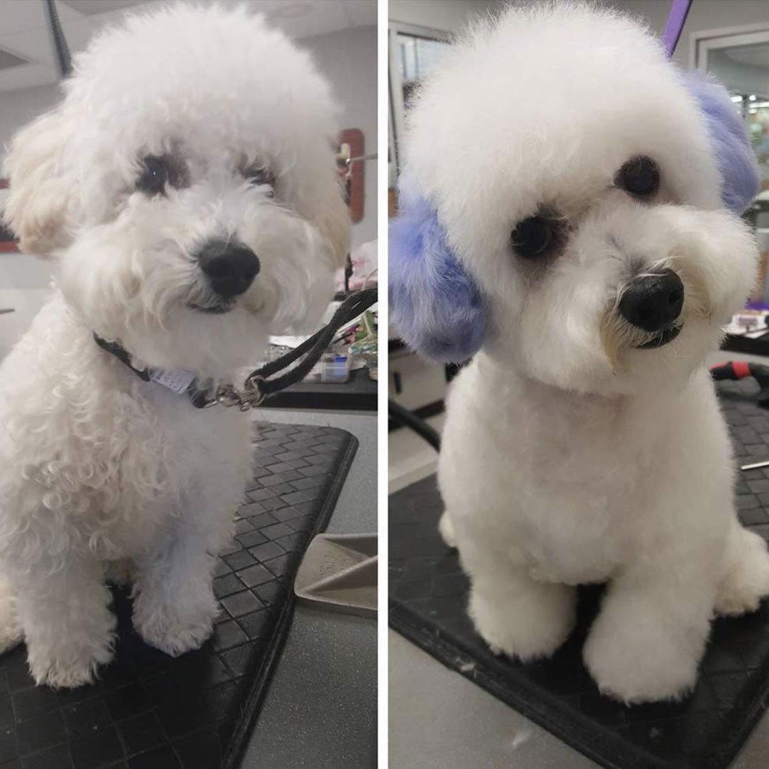Dog with blue ears dyed with Critter Color