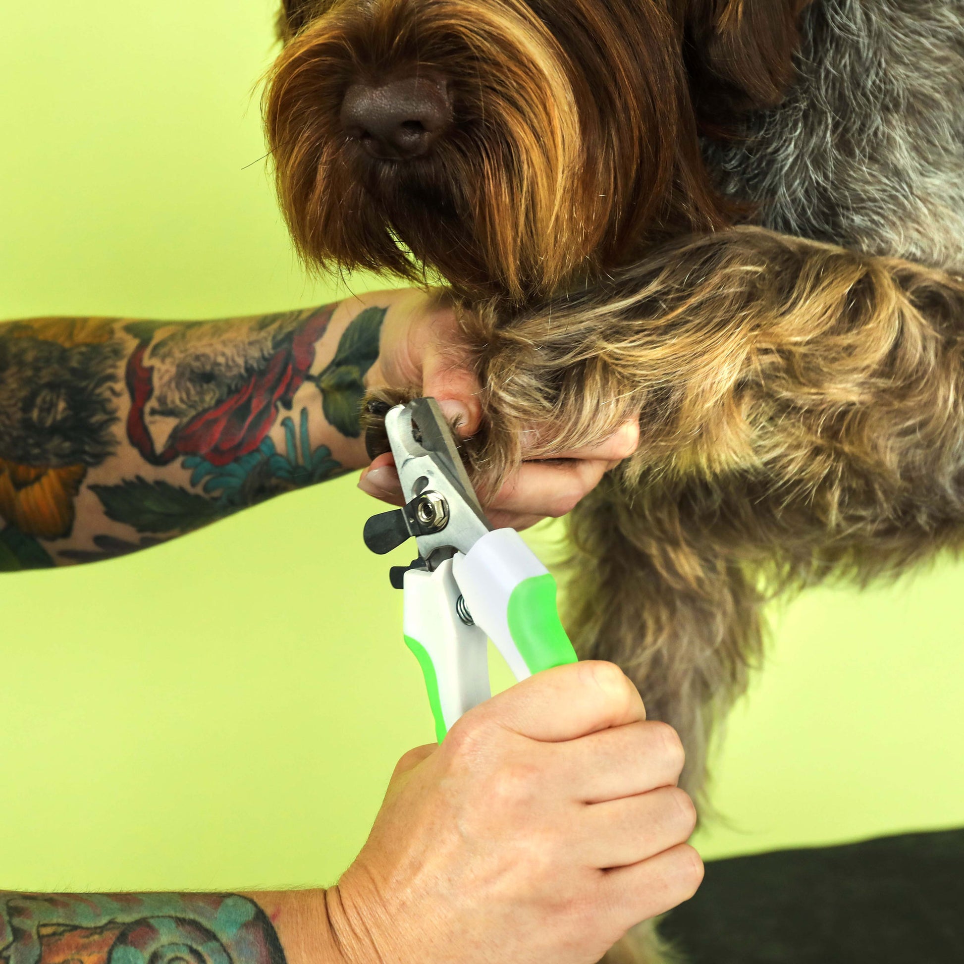 Dog having nails clipped