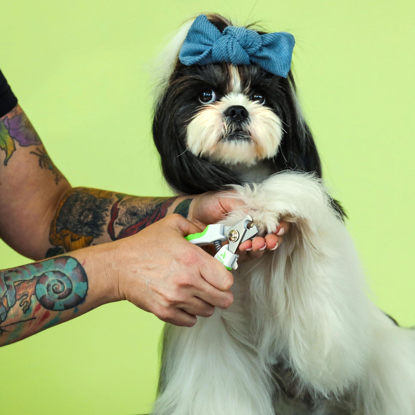 Dog having nails clipped