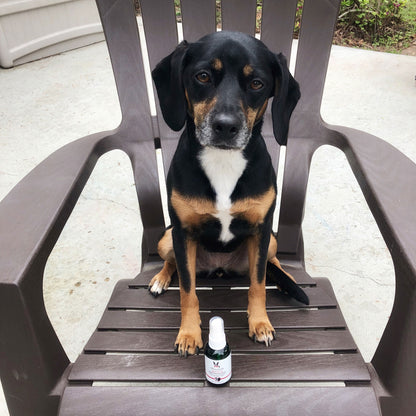 Dog Sitting in a Chair with Dog Calming Spray