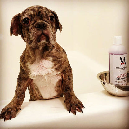 Puppy in the Bath with Lavender Shampoo