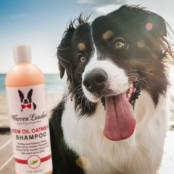 Dog with Neem Oil Oatmeal Shampoo