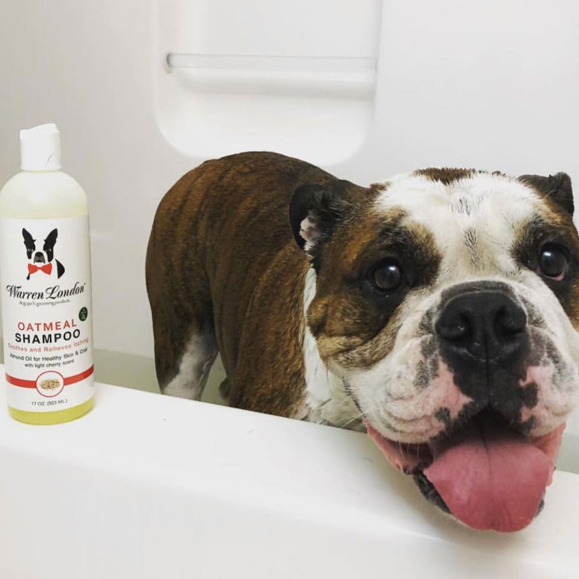 Dog in the bath with Oaltmeal Shampoo