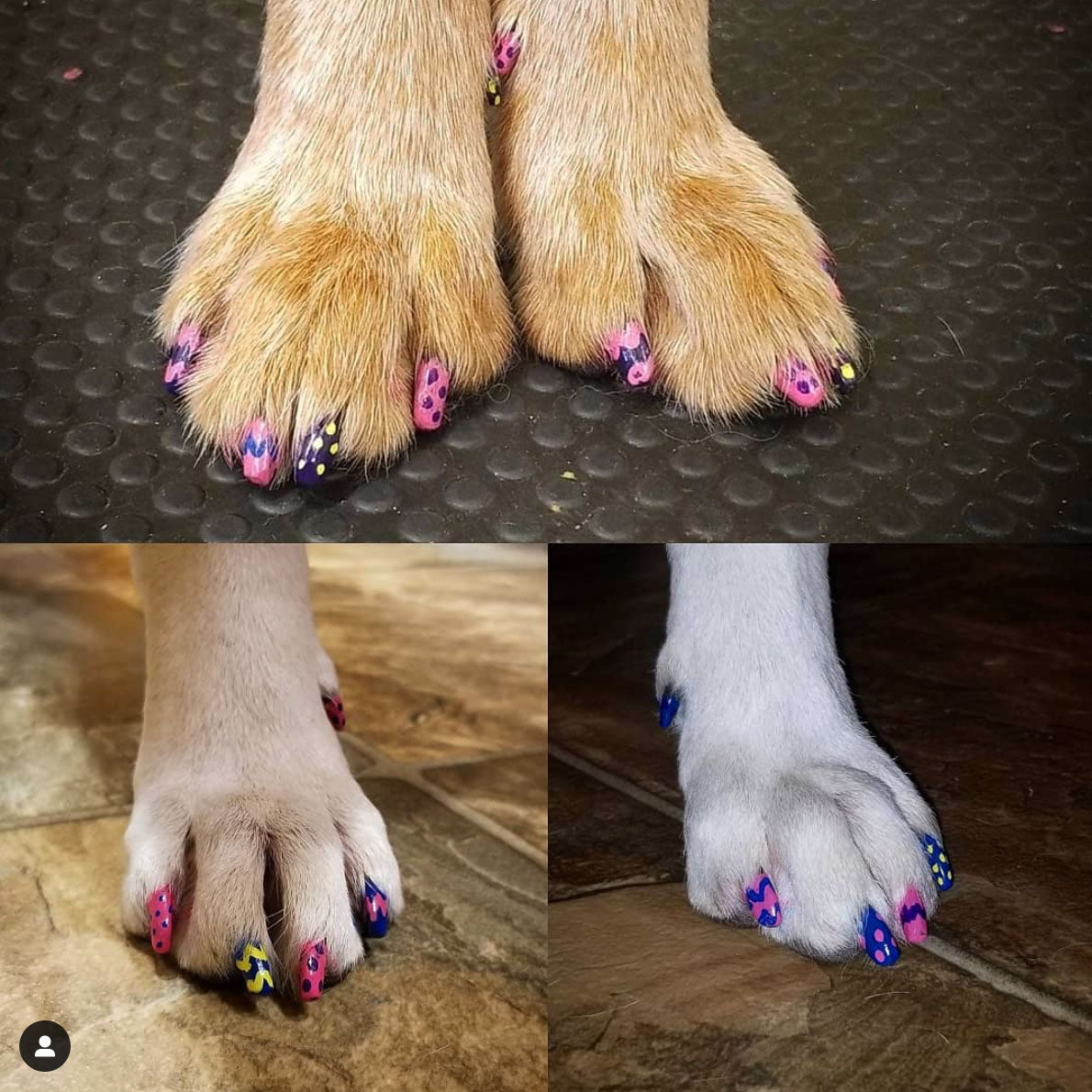 Pawdicure Polish Pen on Dog Paws