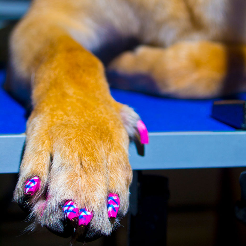 Pawdicure Polish Pen on a Dog's Paw